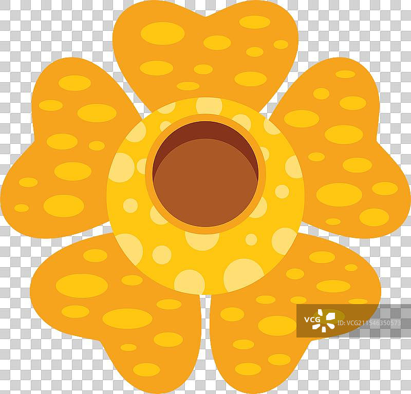 大王花在野外自然生长图片素材