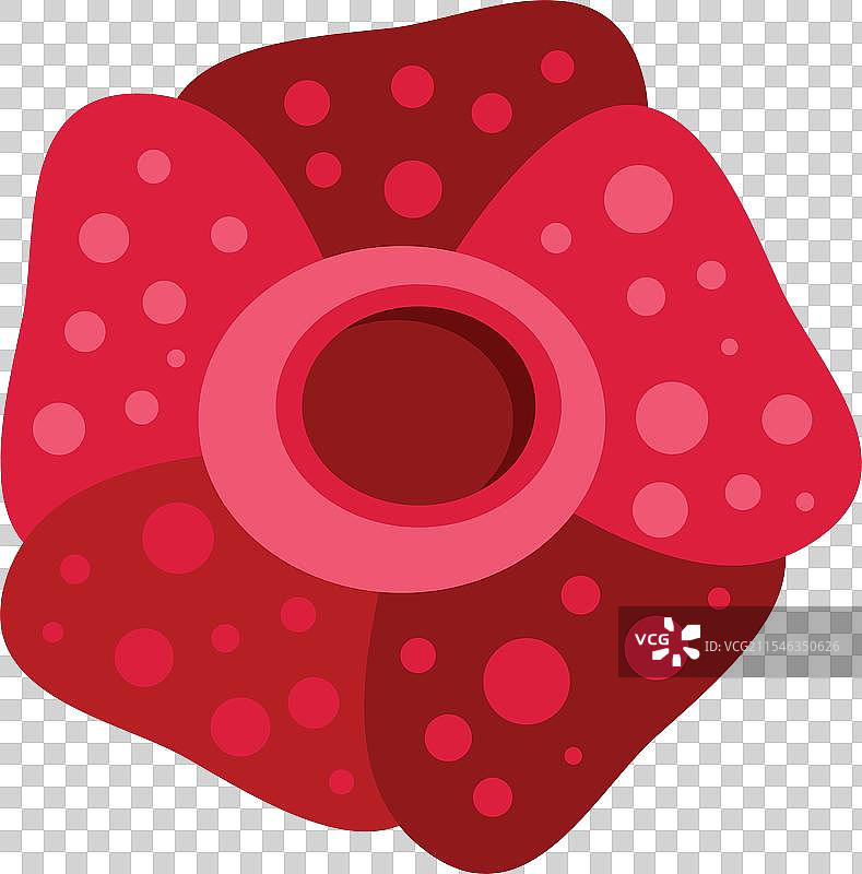 大王花在生长和绽放中图片素材