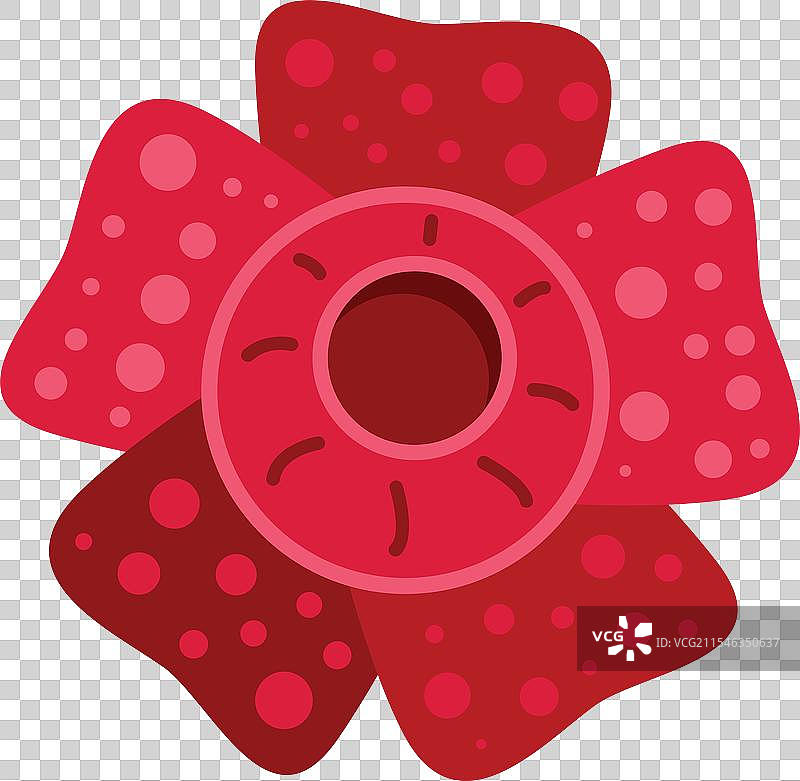 大王花盛开，五瓣花瓣绽放图片素材