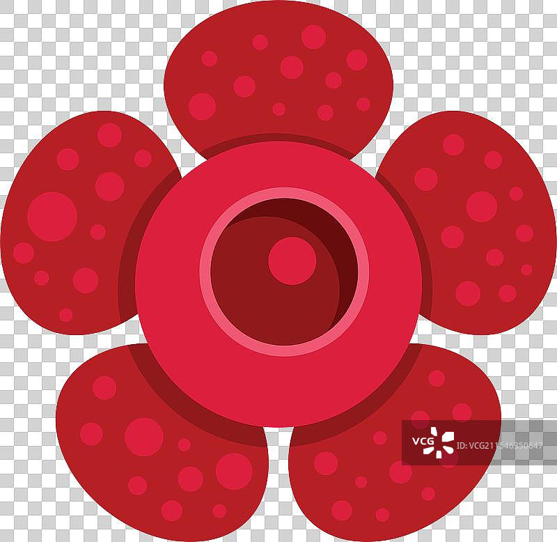 大王花盛开，展示雌蕊和图片素材