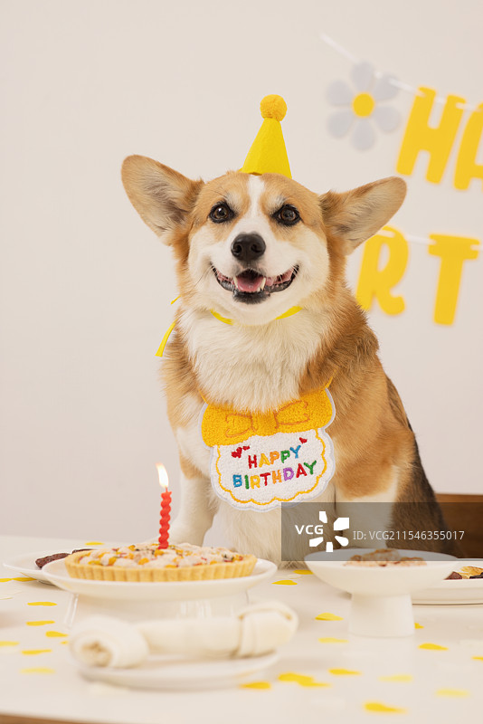 一只可爱的小狗戴着生日帽，享受着他的生日。图片素材