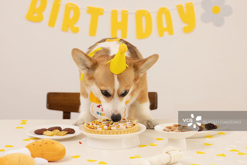 一只可爱的小狗戴着生日帽，享受着它的生日。图片素材