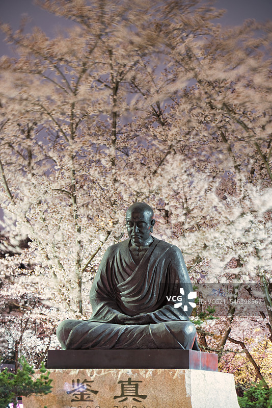 扬州鉴真路樱花图片素材