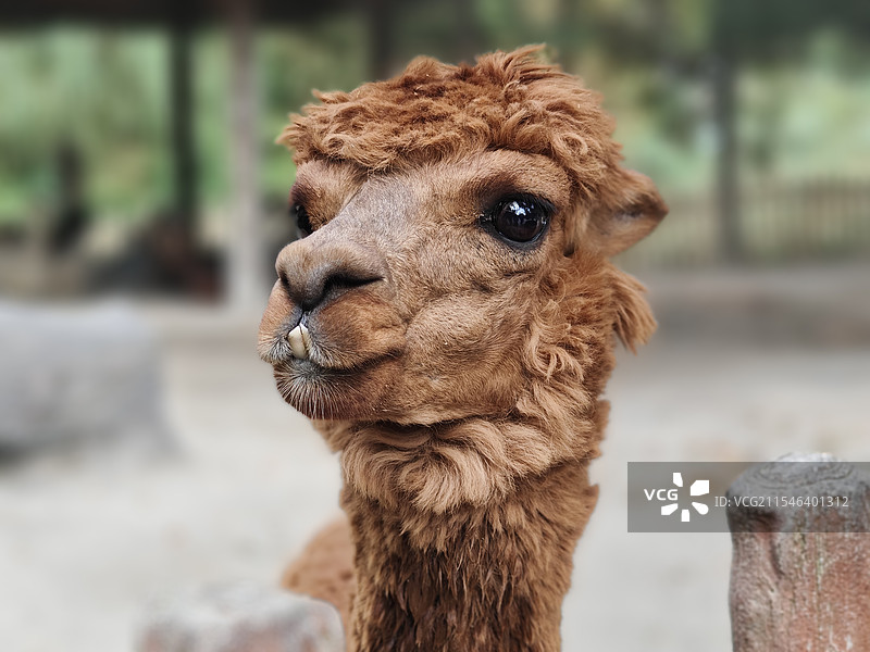 棕色羊驼特写图片素材