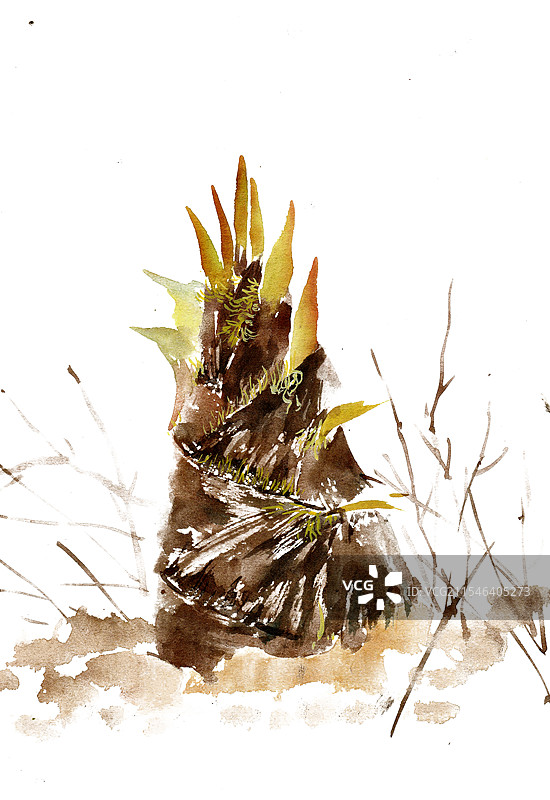 生长的竹笋图片素材