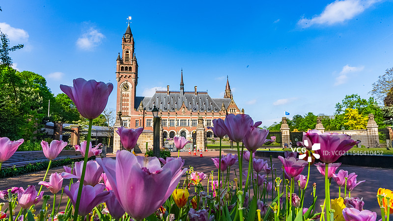 在粉红色鲜花衬托下的海牙和平宫全景图片素材