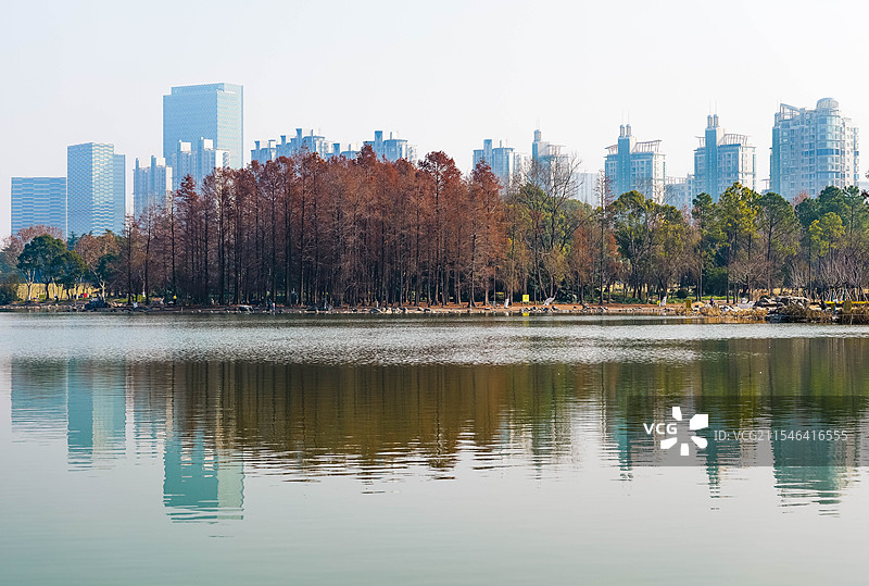 落羽杉林湖面与高楼背景图片素材