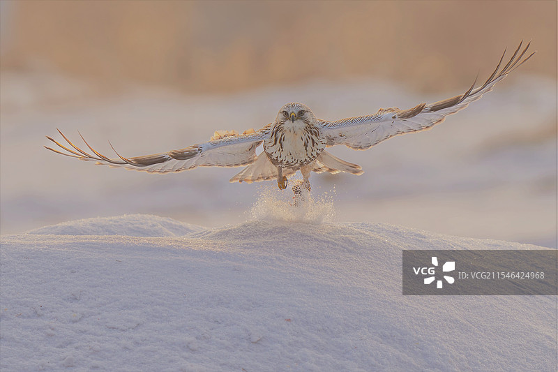 正面飞来的毛脚鵟图片素材