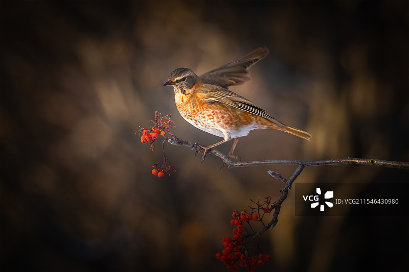 斑鸫与花楸图片素材