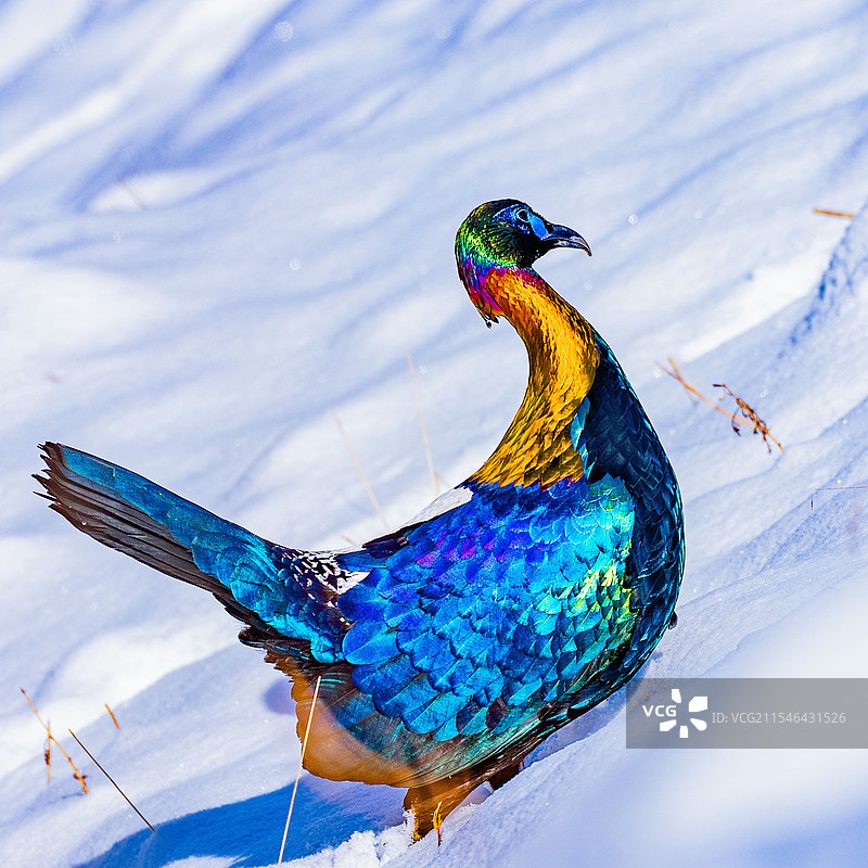 具说全身羽毛有100多种颜色的神鸟---绿尾虹雉图片素材