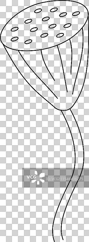 手绘草图，带有种子的神圣豆荚图片素材