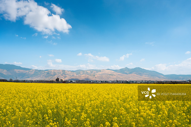 大理油菜花图片素材
