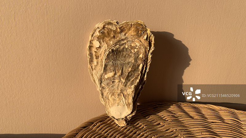 纯天然生蚝壳 百财图片素材