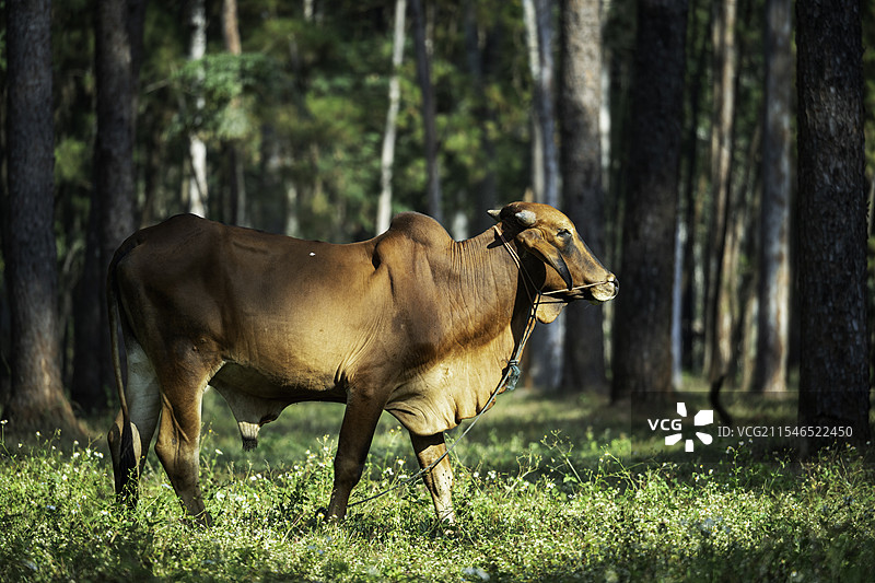 清迈的晨曦图片素材