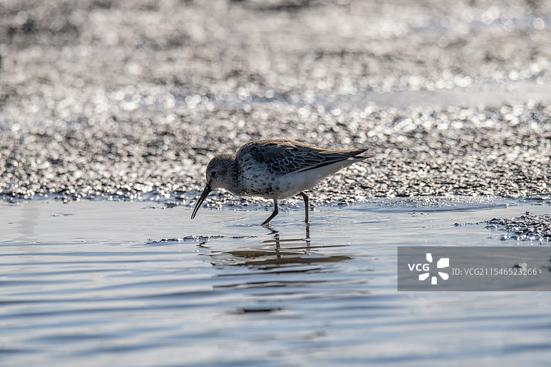 长江口滨鹬觅食图片素材