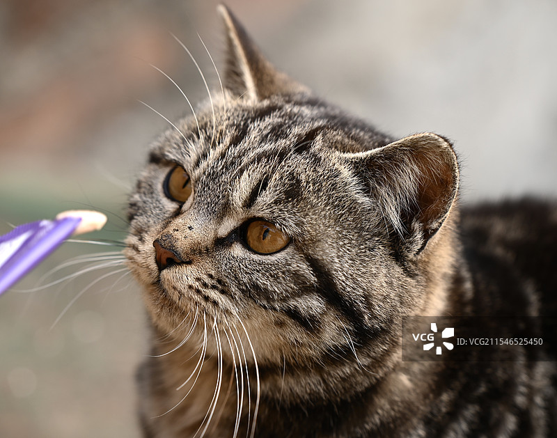 吃猫条的小猫图片素材