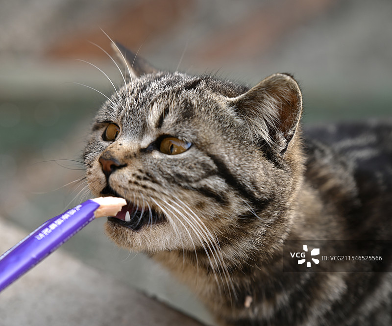 吃猫条的猫图片素材