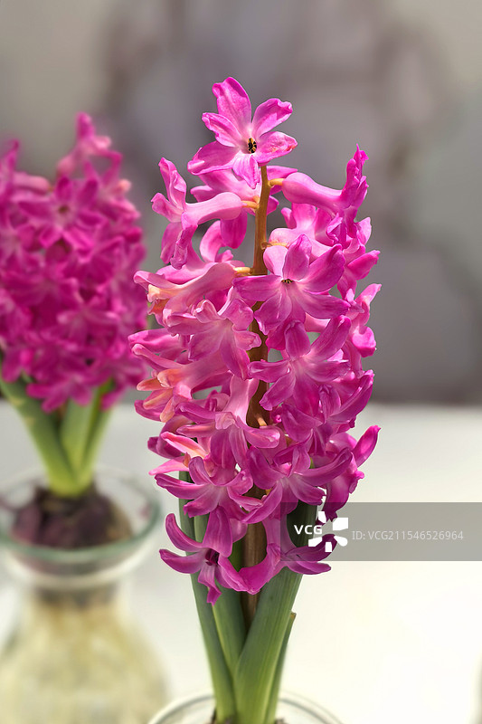 盛开的风信子图片素材