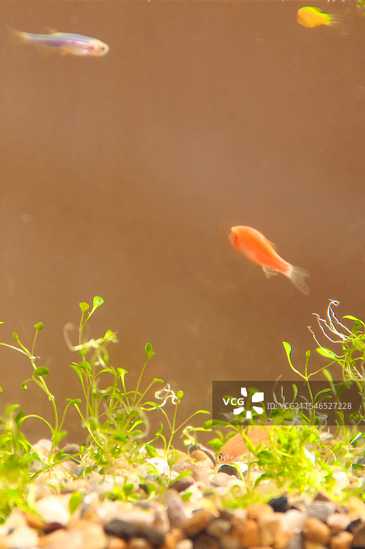 斑马鱼图片素材