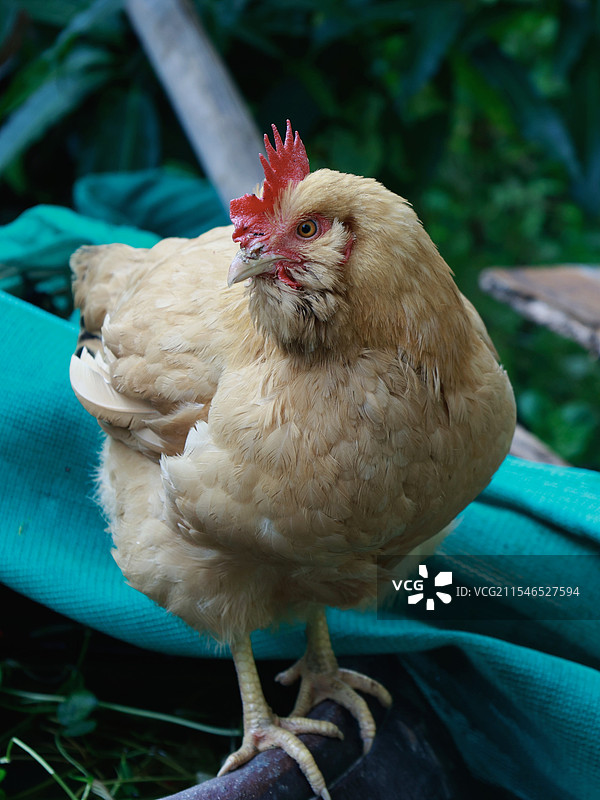 过年的鸡图片素材