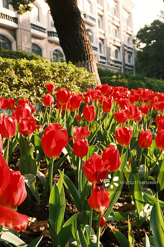 广州沙面岛的红色郁金香图片素材