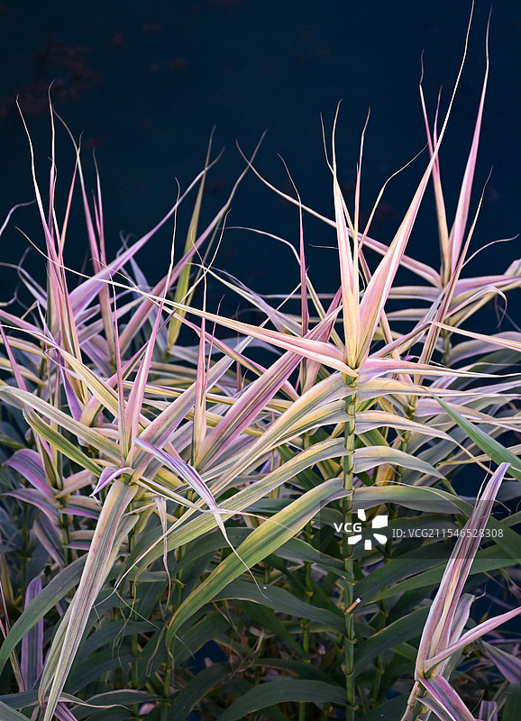 国家4A级景区湖北宣恩县贡水河边的花叶芦竹图片素材