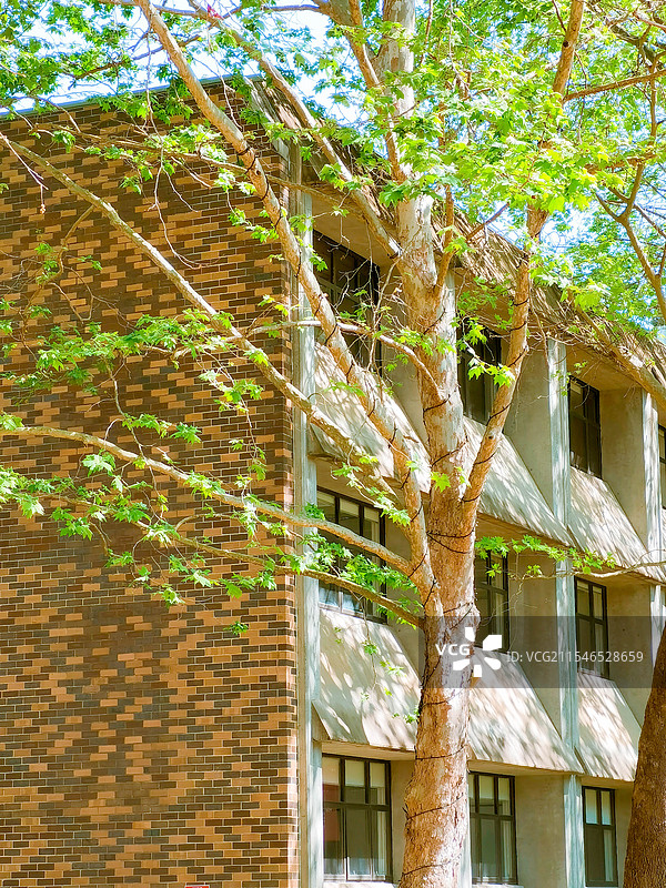 悉尼麦考瑞大学 macquarie university图片素材