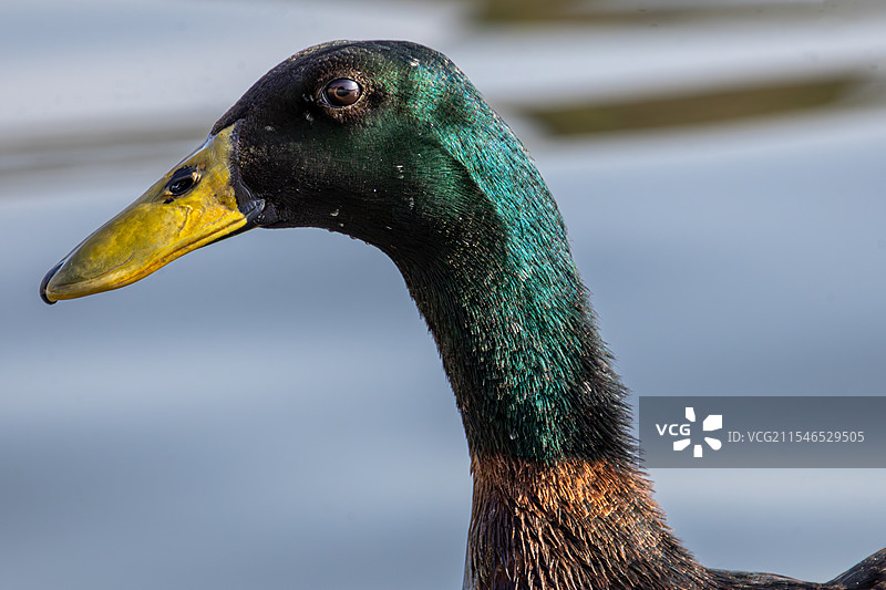 绿头鸭特写图片素材