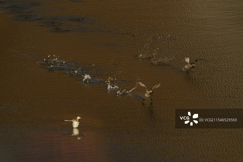 水上漂图片素材