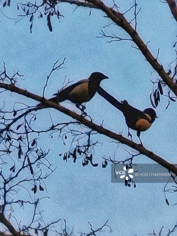 喜鹊枝头叫图片素材