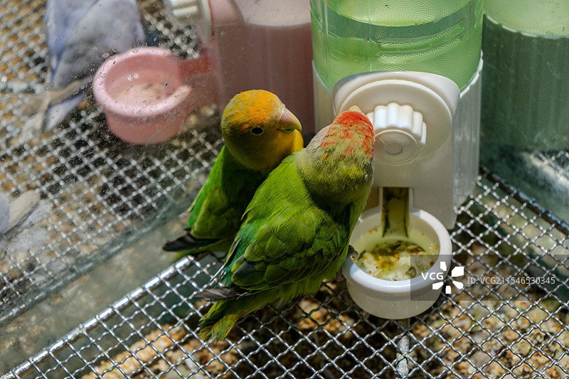 宠物鹦鹉图片素材