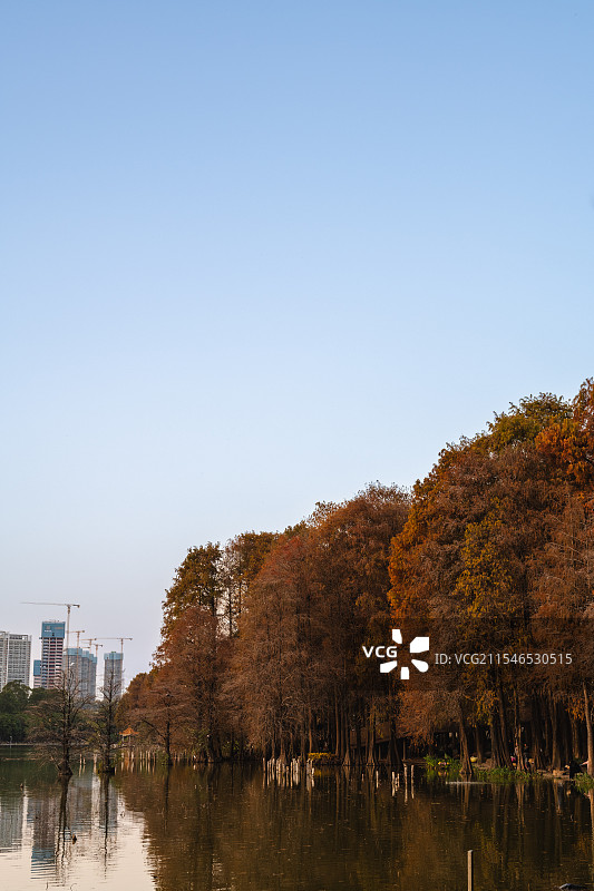 深圳洪湖公园冬景图片素材