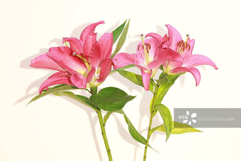 百合花开图片素材