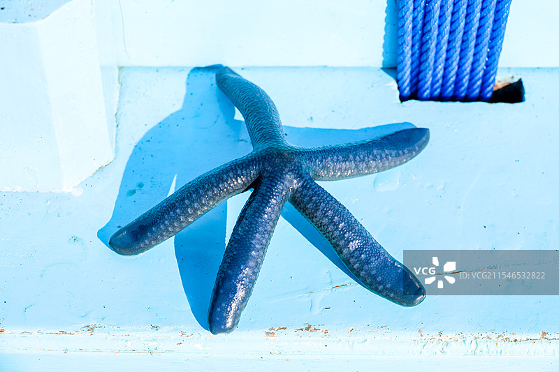 印尼巴厘岛罗威纳活体海星图片素材