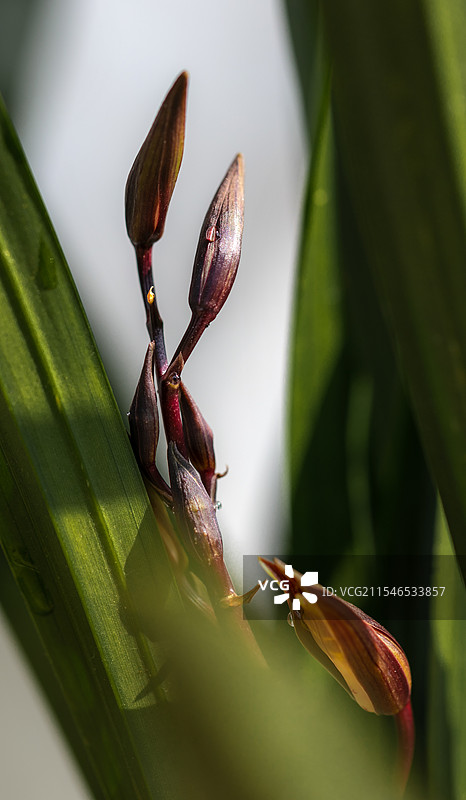 墨兰倩影图片素材