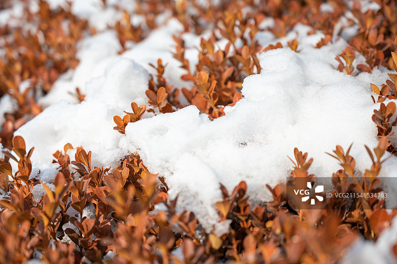 雪地上的红色植物特写镜头，冬天雪地里橘红色植物特写图片素材