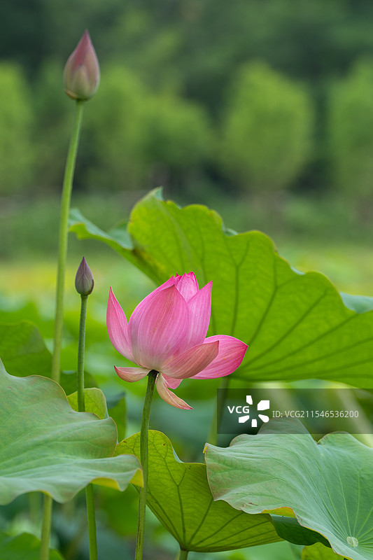 世纪公园的生命乐章：鹅鸭鸽共舞，荷塘蜻蜓飞图片素材