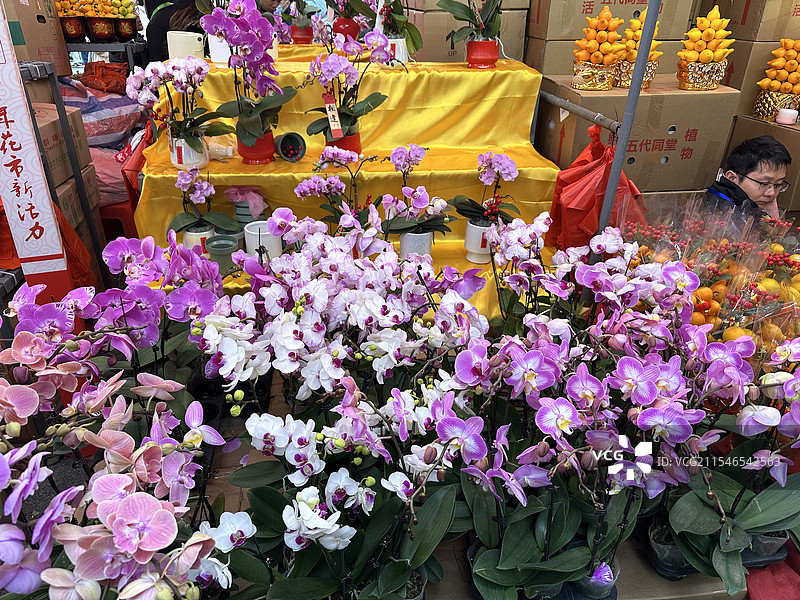 越秀西湖花市图片素材