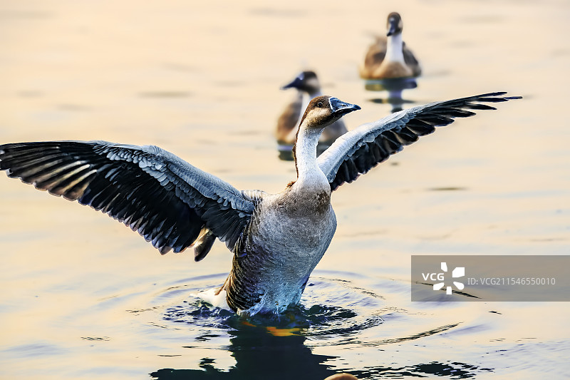 展翅的鸿雁图片素材