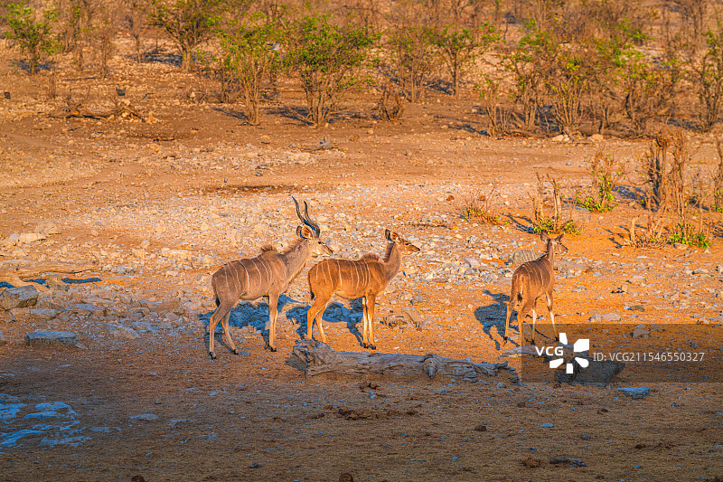 非洲纳米比亚埃托沙国家公园的捻角羚图片素材
