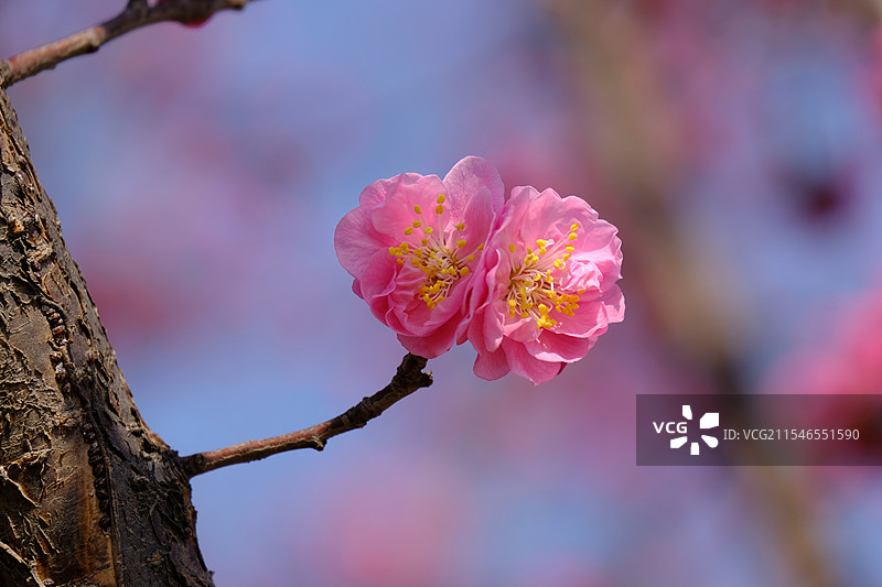 蓝色天空背景下的梅花特写图片素材