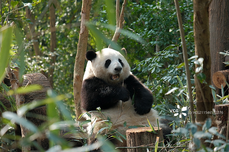 成都大熊猫繁育研究基地大熊猫花花图片素材
