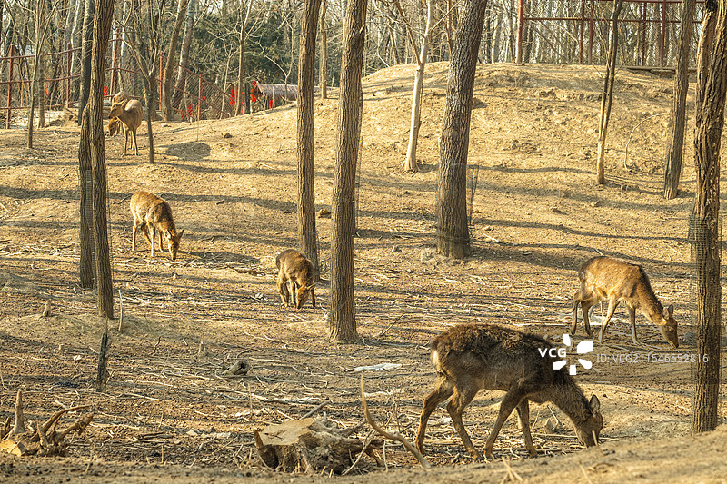 聊城阳谷景阳冈旅游区图片素材