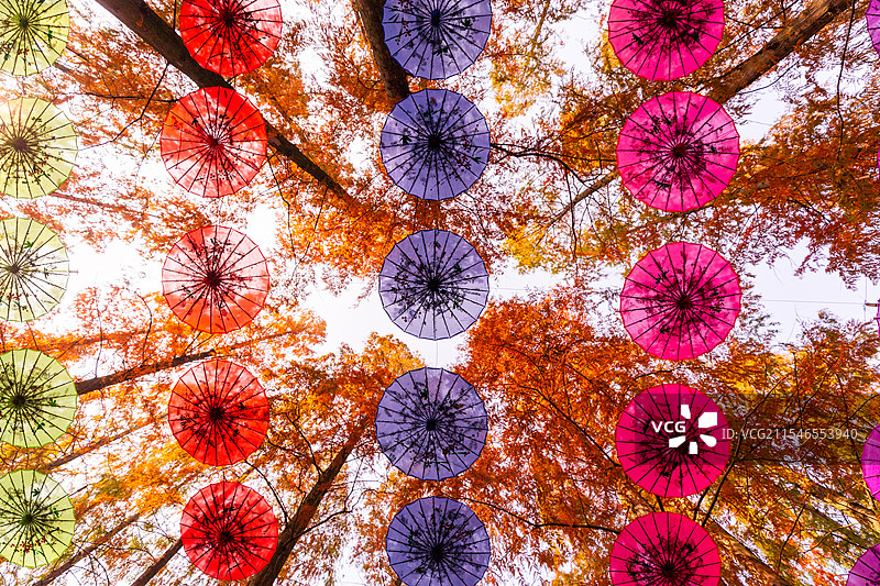 上海崇明岛东平国家森林公园图片素材