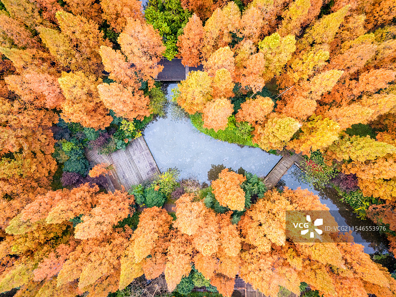 水杉航拍 - 上海崇明岛东平国家森林公园图片素材
