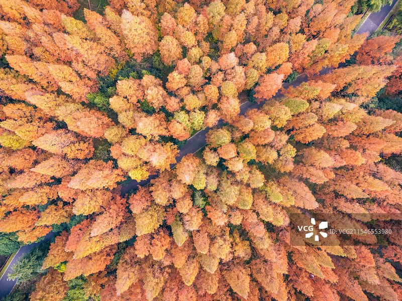 水杉航拍 - 上海崇明岛东平国家森林公园图片素材