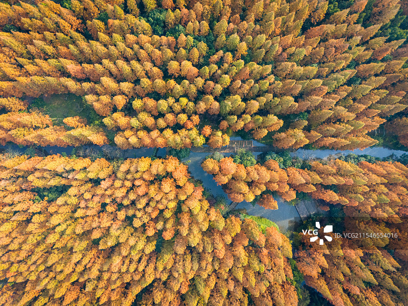 水杉航拍 - 上海崇明岛东平国家森林公园图片素材