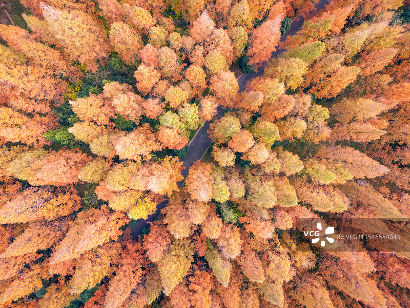 水杉航拍 - 上海崇明岛东平国家森林公园图片素材