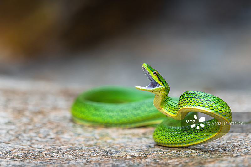灰腹绿锦蛇图片素材
