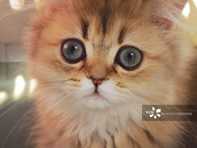 金渐层小猫咪小橘正面特写图片素材